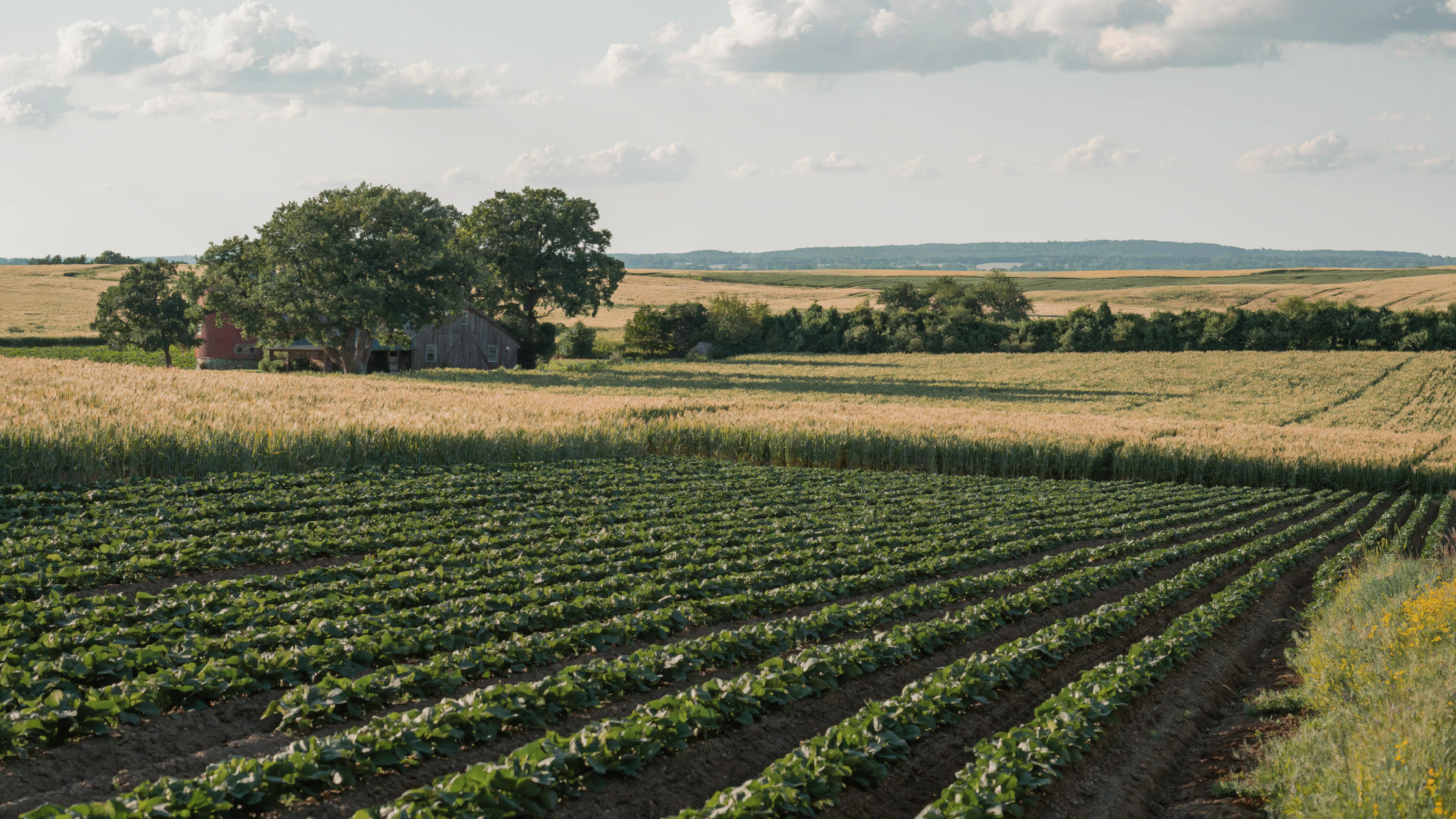 Fertilizantes y nutrición agrícola:Cultivos fuertes comienzan con unatierra bien nutrida. Impulsamos elcrecimiento de cada cosecha.